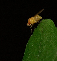 fruitfly.JPG